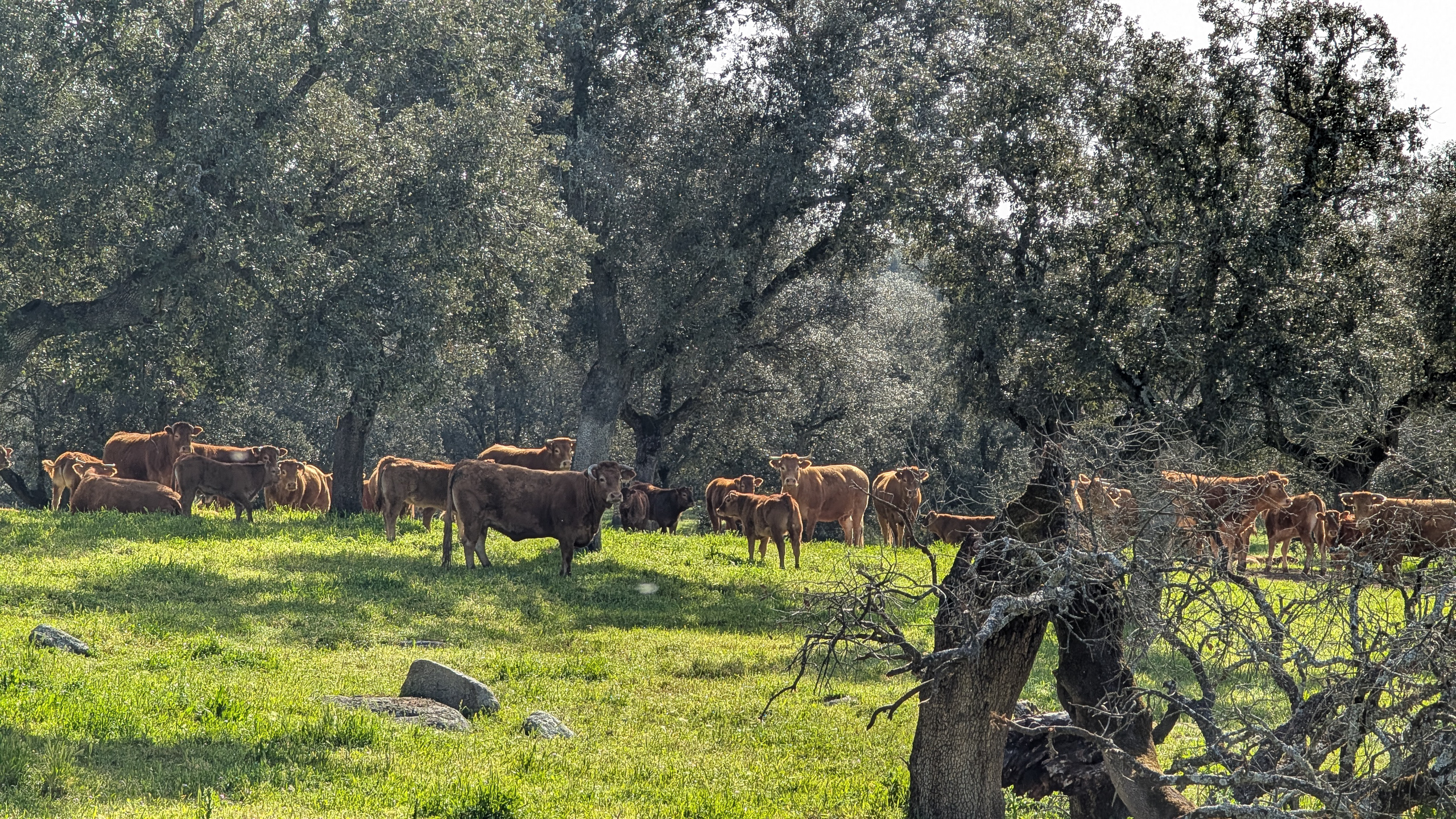Rinderherde in der Dehesa – zwischen alten Steineichen